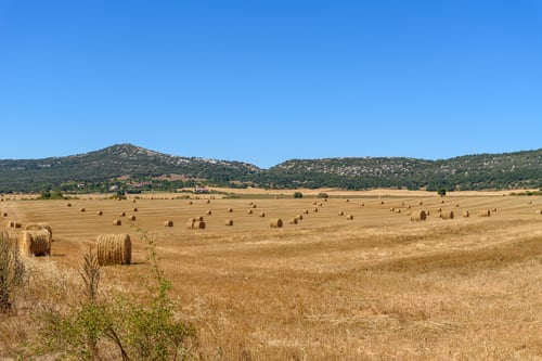 trockenes feld